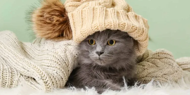 cat with wool hat