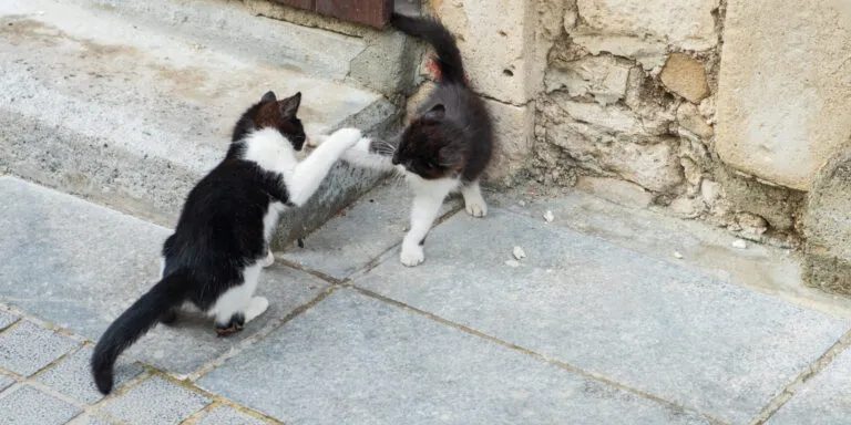 cats playing