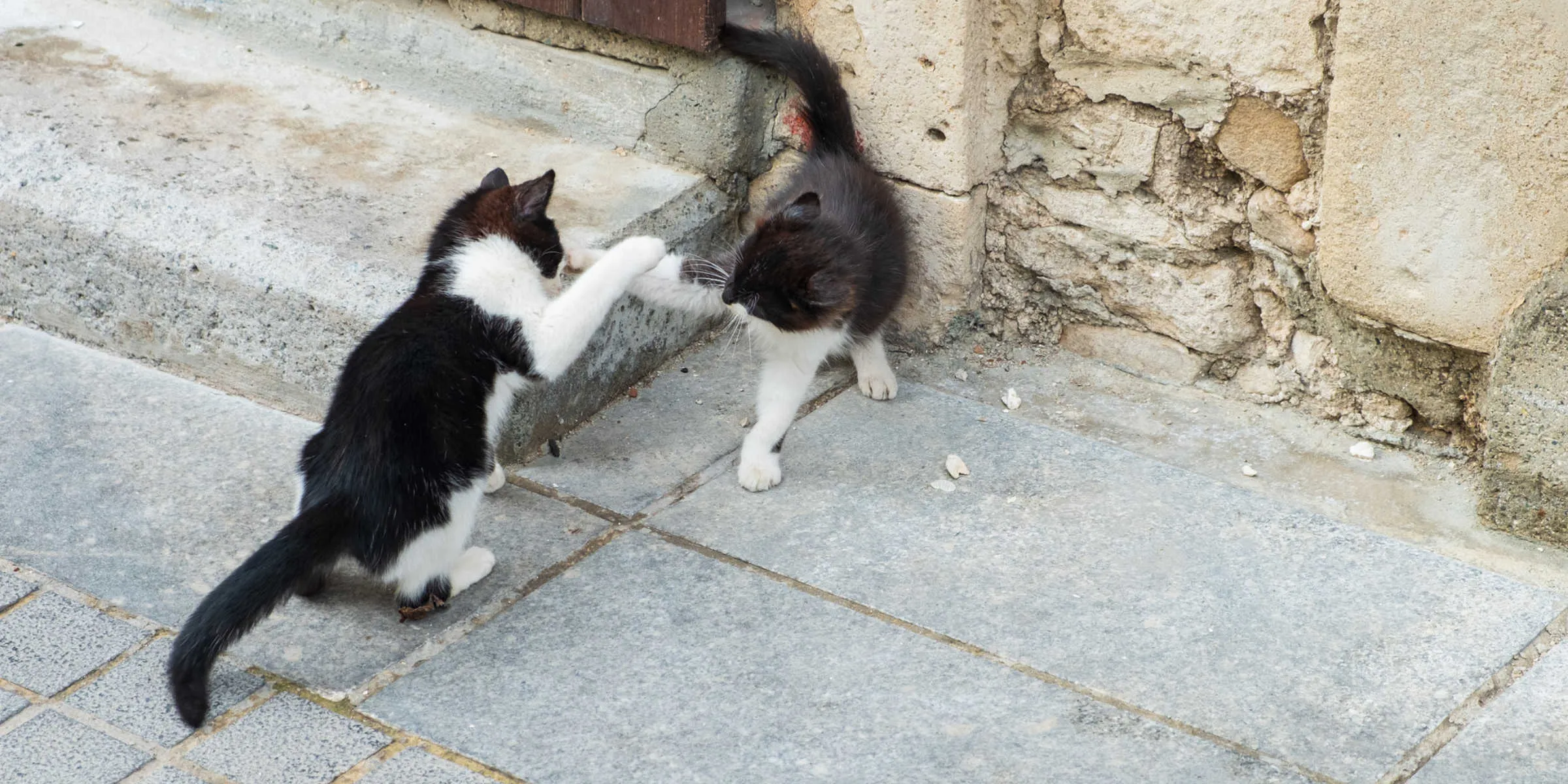 cats playing