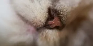 close up cat nose