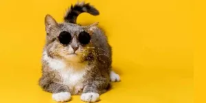 cool cat in sunglasses