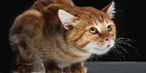 frightened cat