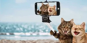 happy cats taking selfi
