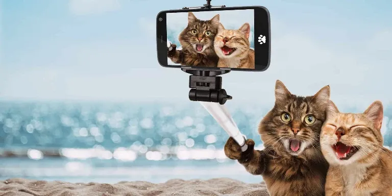 happy cats taking selfi