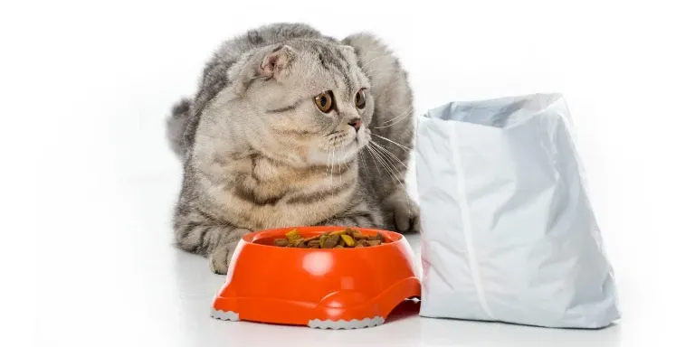 kitten and bowl of food