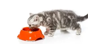 kitten eating food bowl