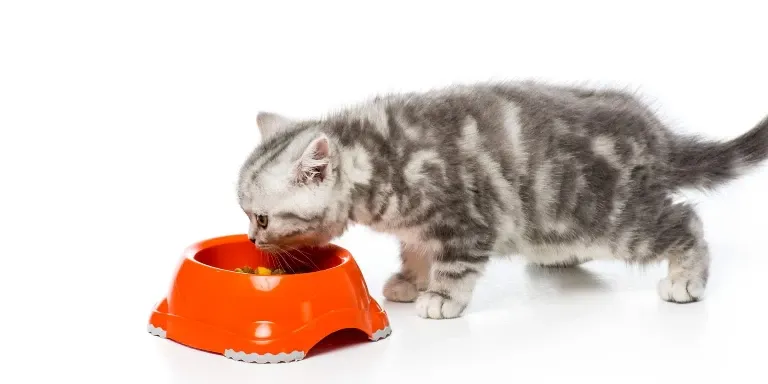 kitten eating food bowl