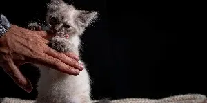 kitten holding mans hand