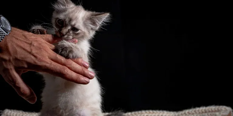 kitten holding mans hand
