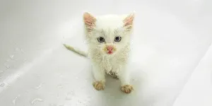 kitten in bath