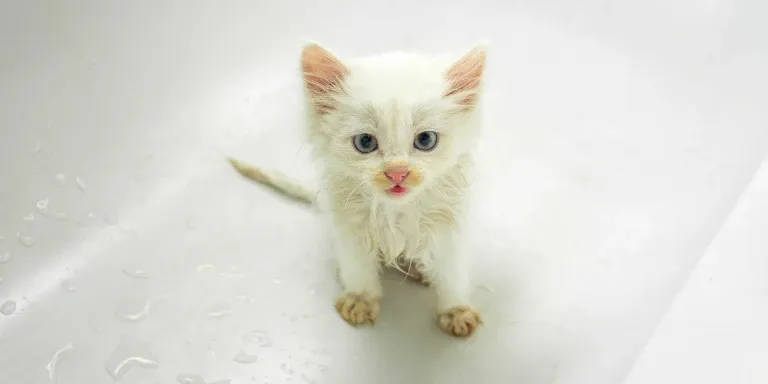 kitten in bath