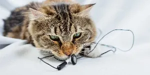 kitten with headphone wires