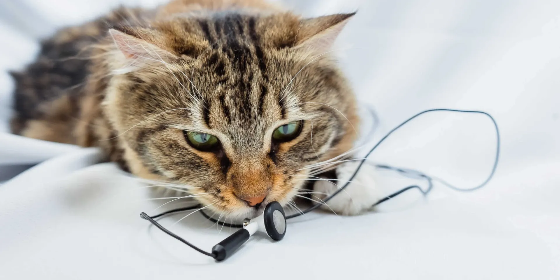 kitten with headphone wires