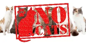 no cats