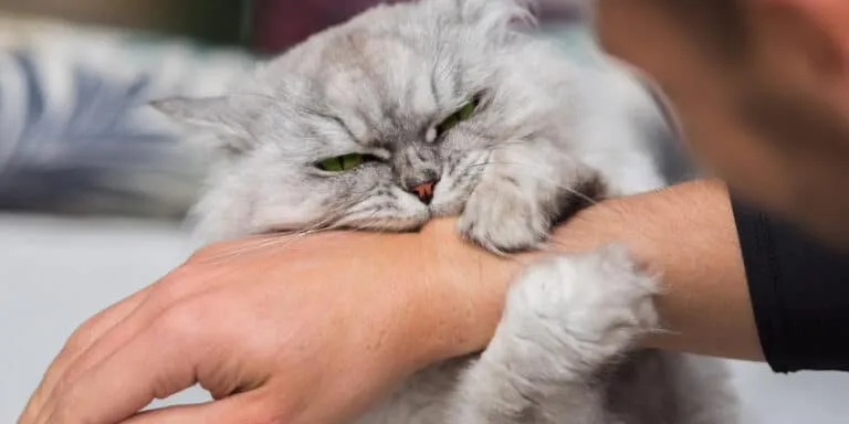persian cat biting arm