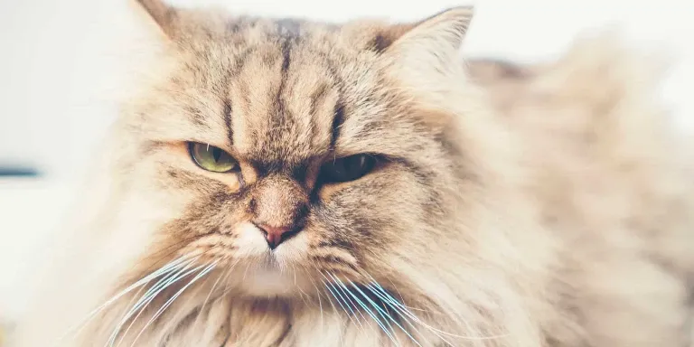 persian cat looking cross