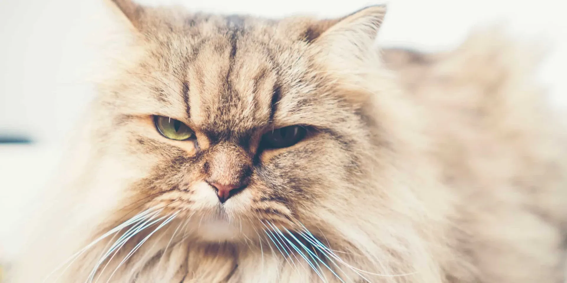 persian cat looking cross