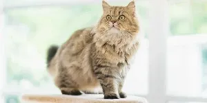 persian cat on cat tree