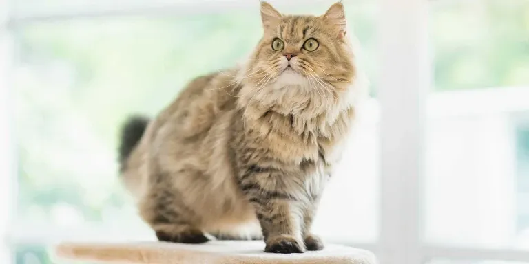 persian cat on cat tree