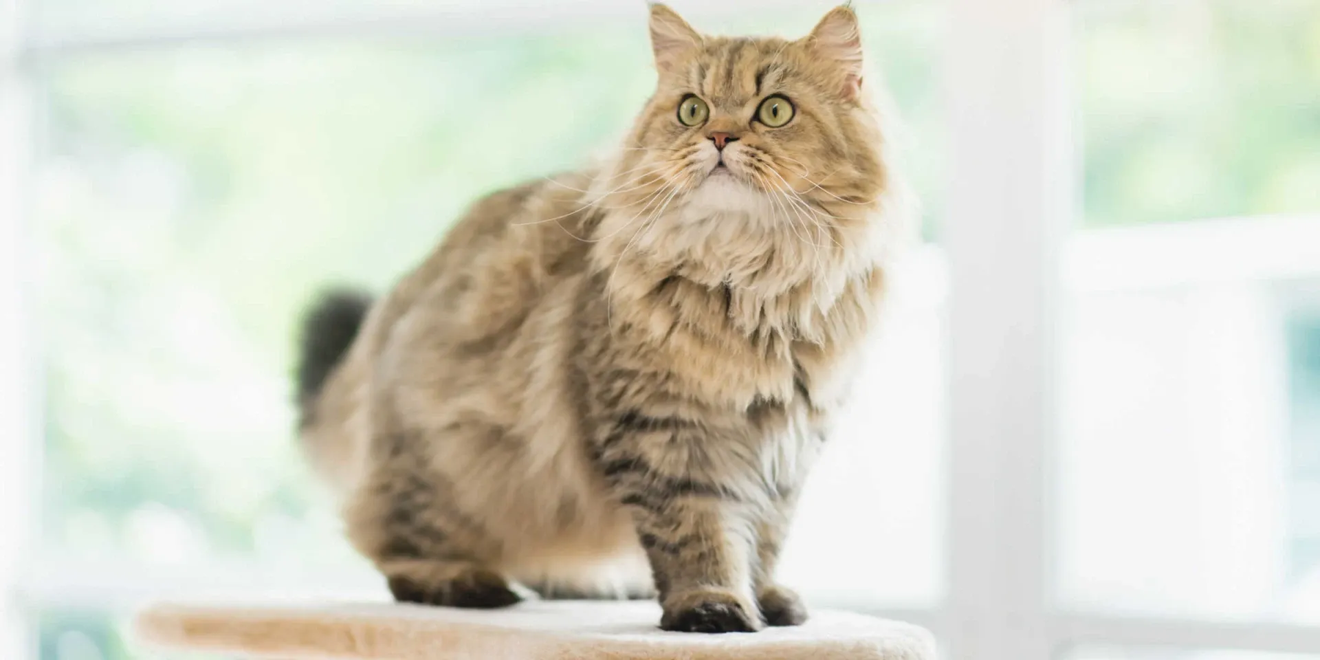 persian cat on cat tree