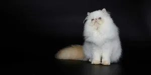 persian cat portrait