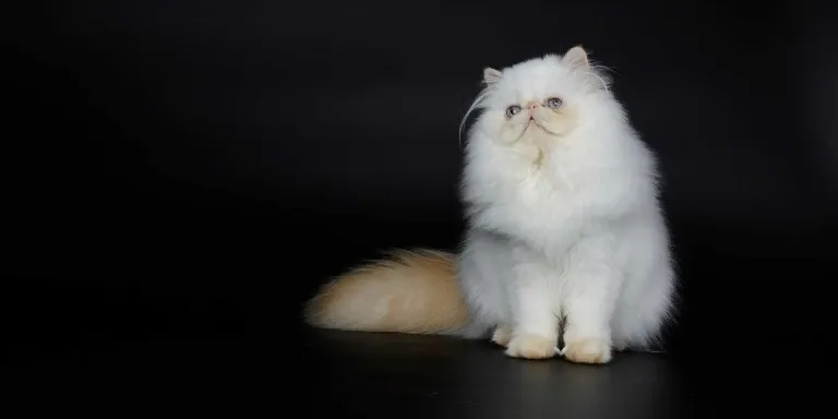 persian cat portrait