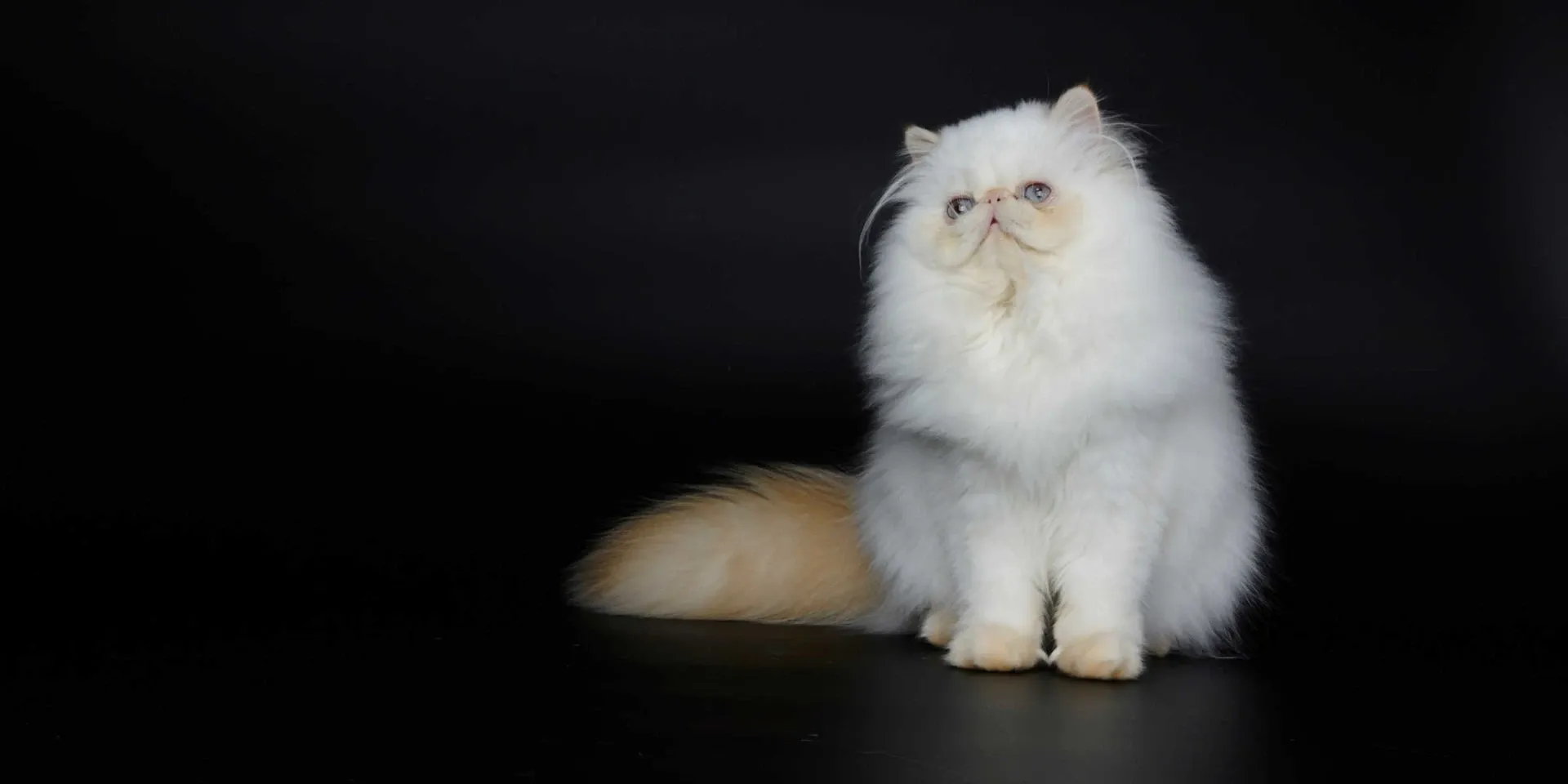 persian cat portrait