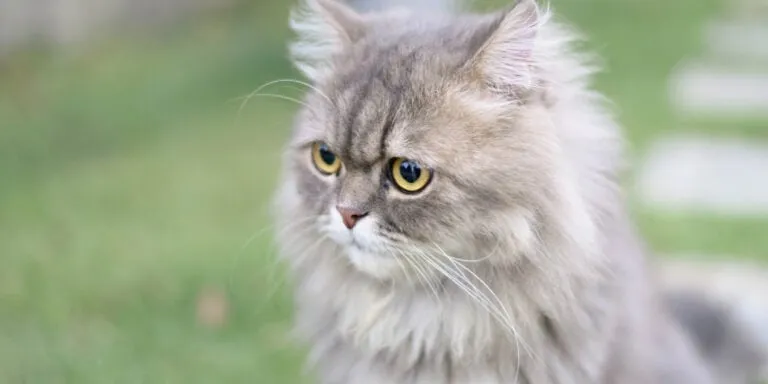 persian cat sat outdoors