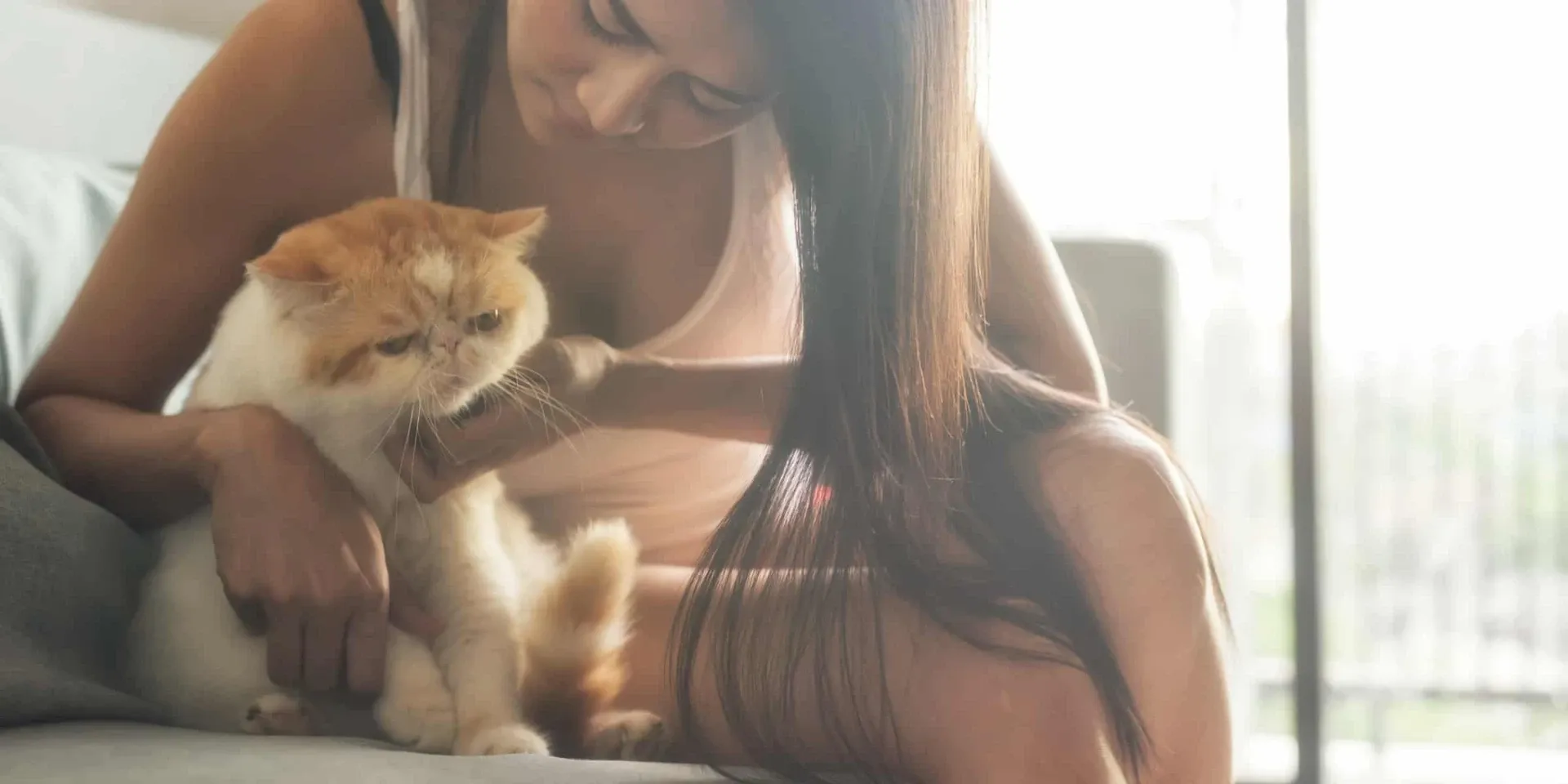 persian cat with owner