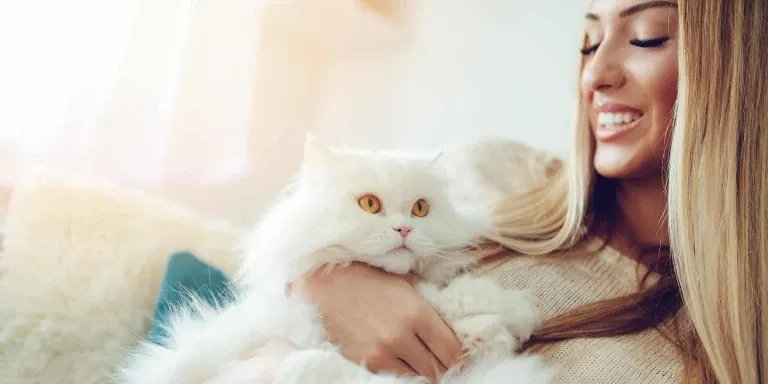 persian cat woman cuddle