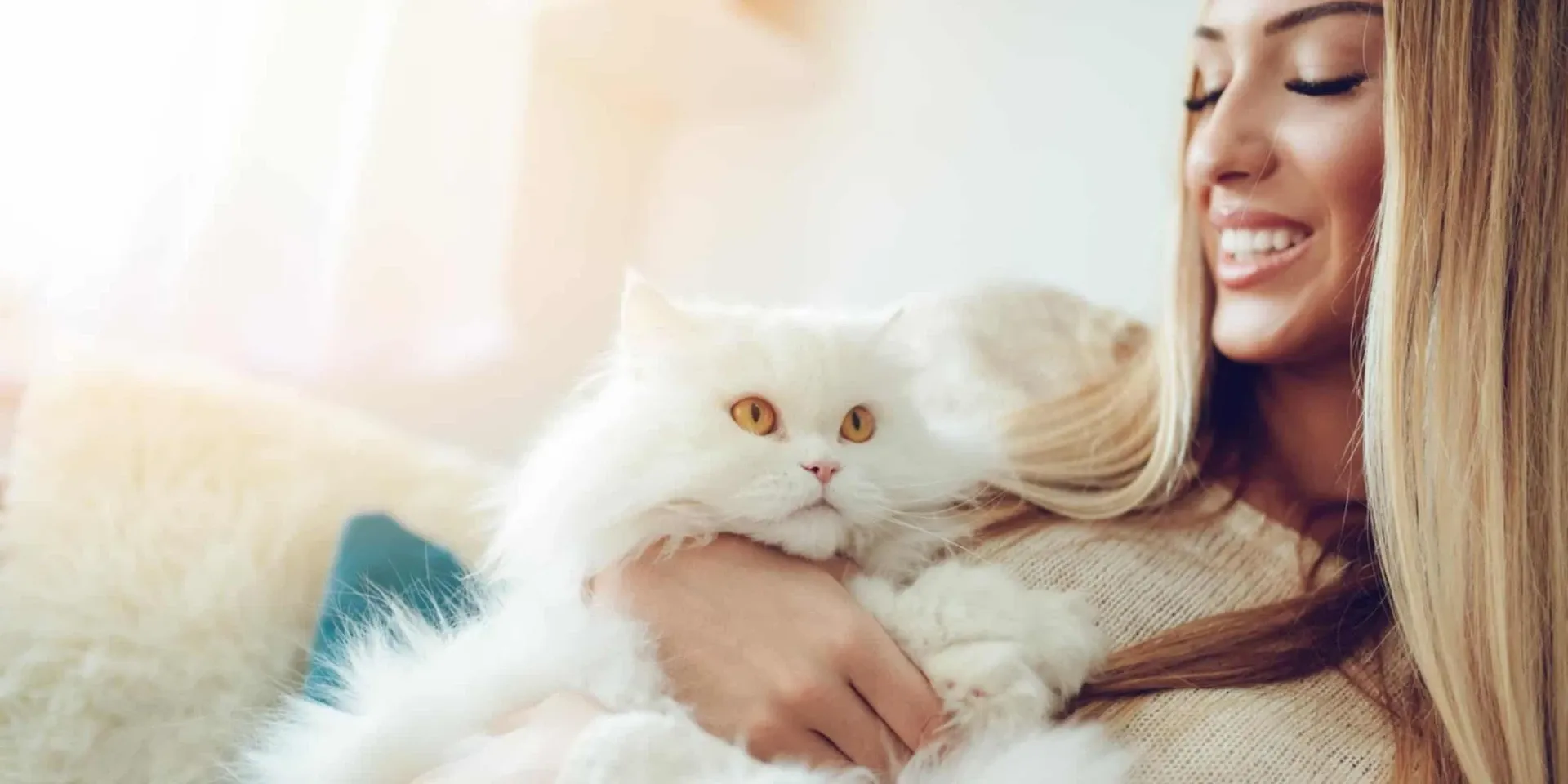 persian cat woman cuddle