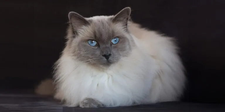 ragdoll cat blue eyes