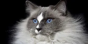 ragdoll cat face