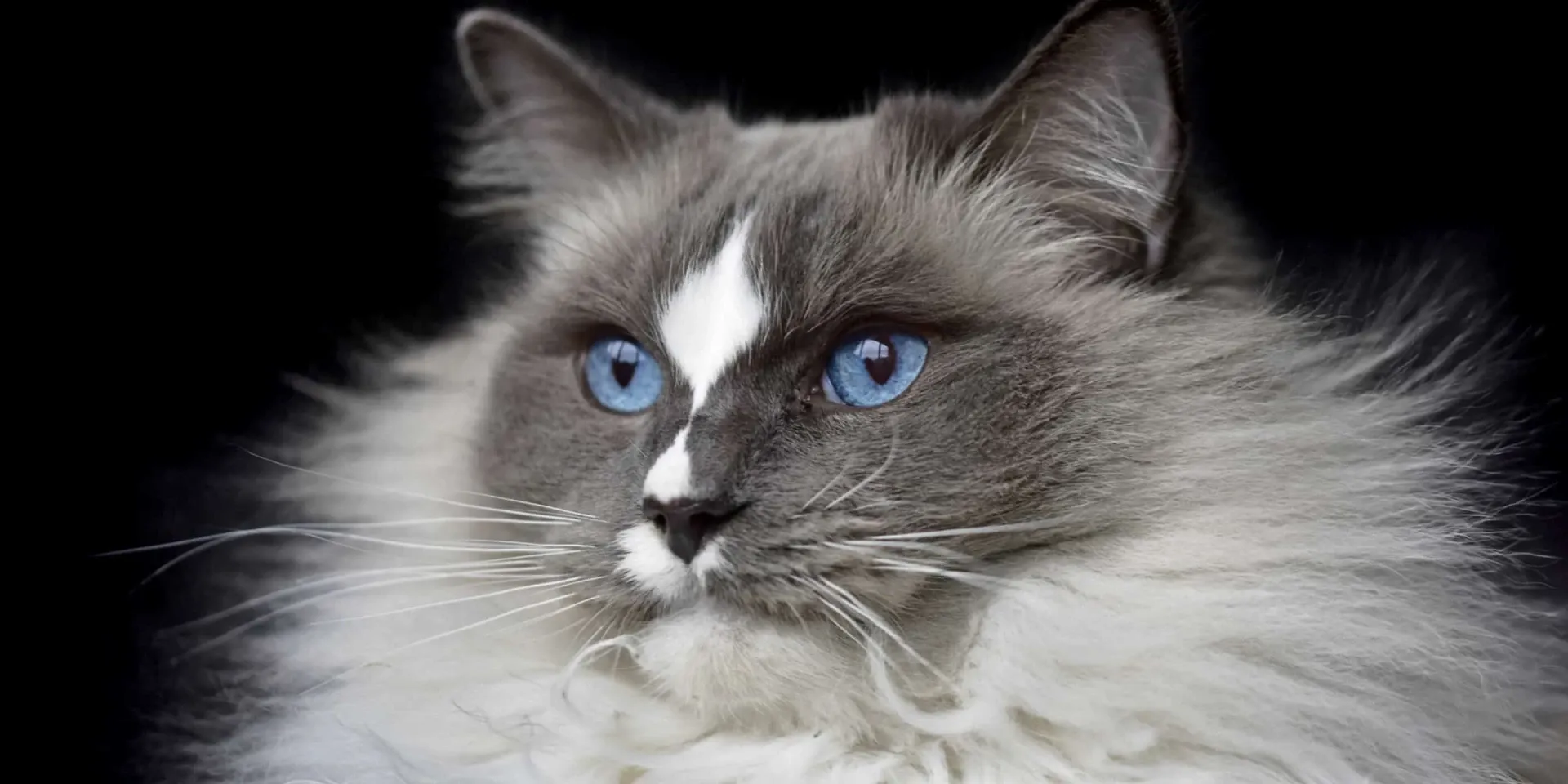 ragdoll cat face