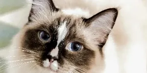 ragdoll cat looking up