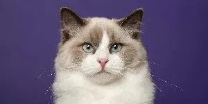 ragdoll cat purple background