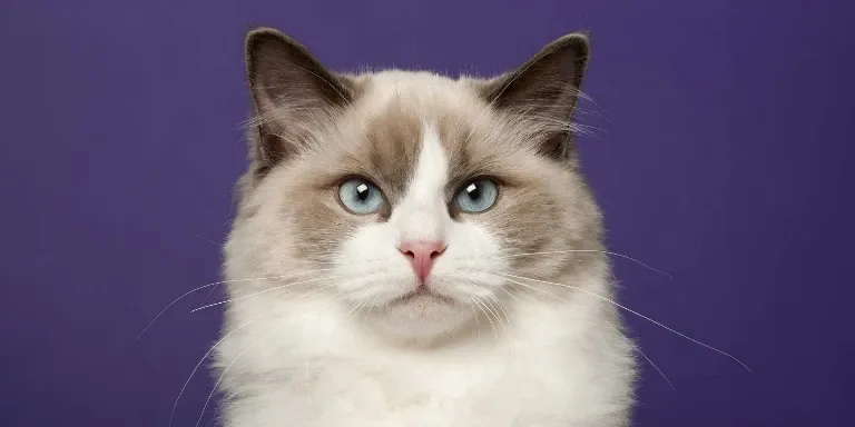ragdoll cat purple background