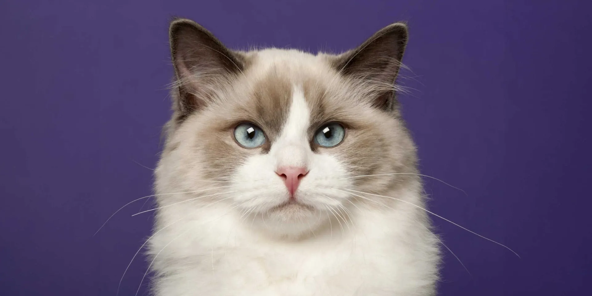 ragdoll cat purple background