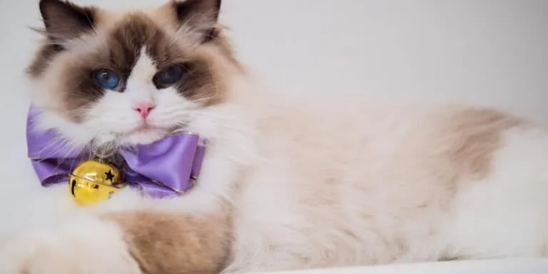 ragdoll cat purple bow tie
