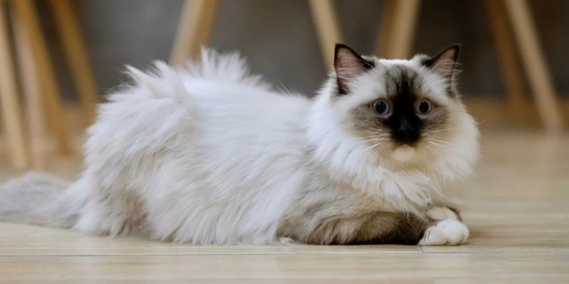 ragdoll cat sat kitchen floor