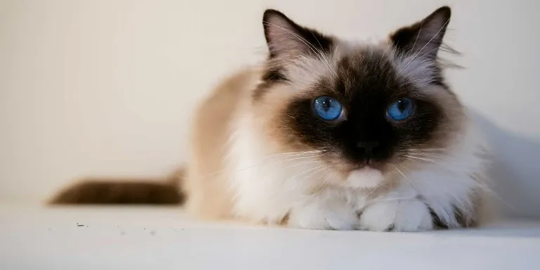 ragdoll cat sat on floor