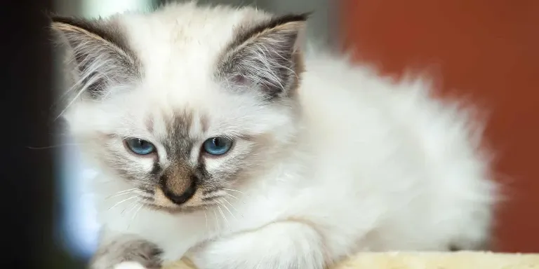 ragdoll kitten