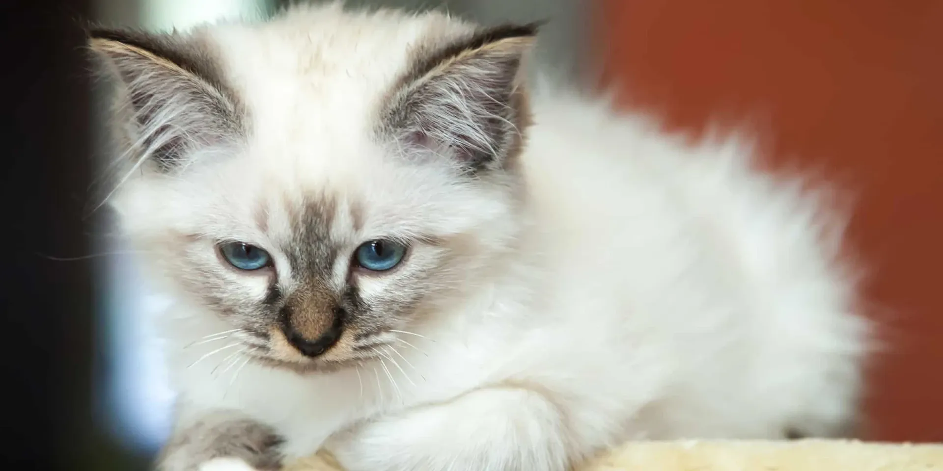 ragdoll kitten