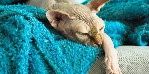 sphynx cat sleeping