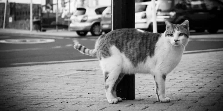 street cat