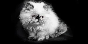 white Himalayan Cat black background
