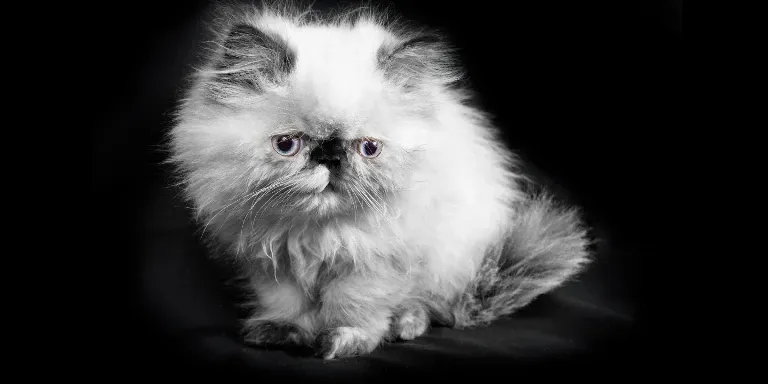 white Himalayan Cat black background