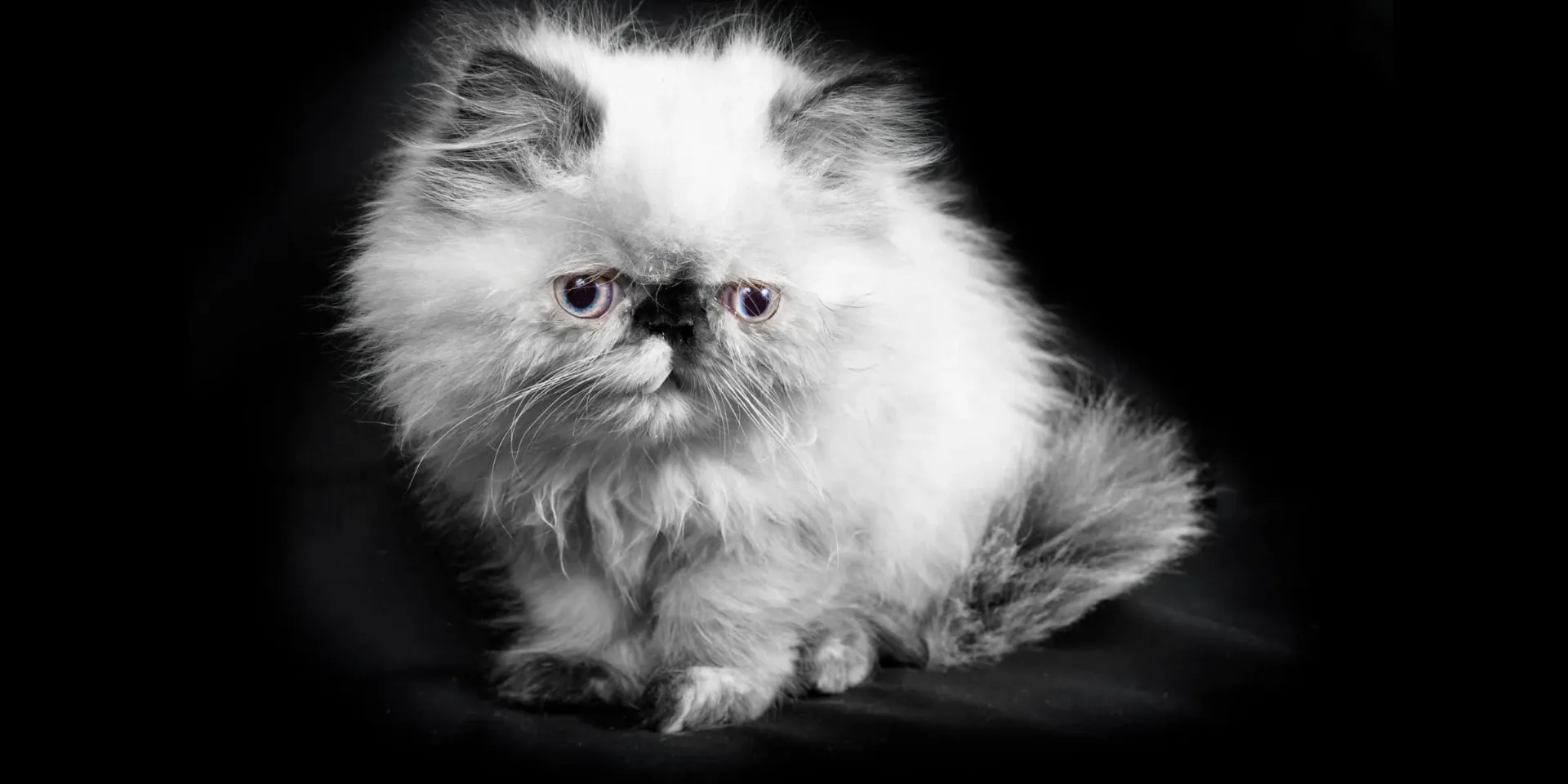 white Himalayan Cat black background