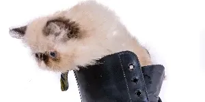 white Himalayan Cat in boot