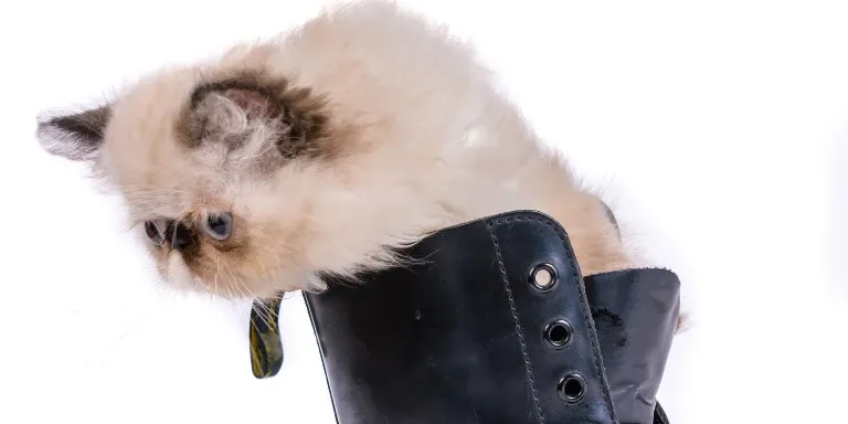 white Himalayan Cat in boot